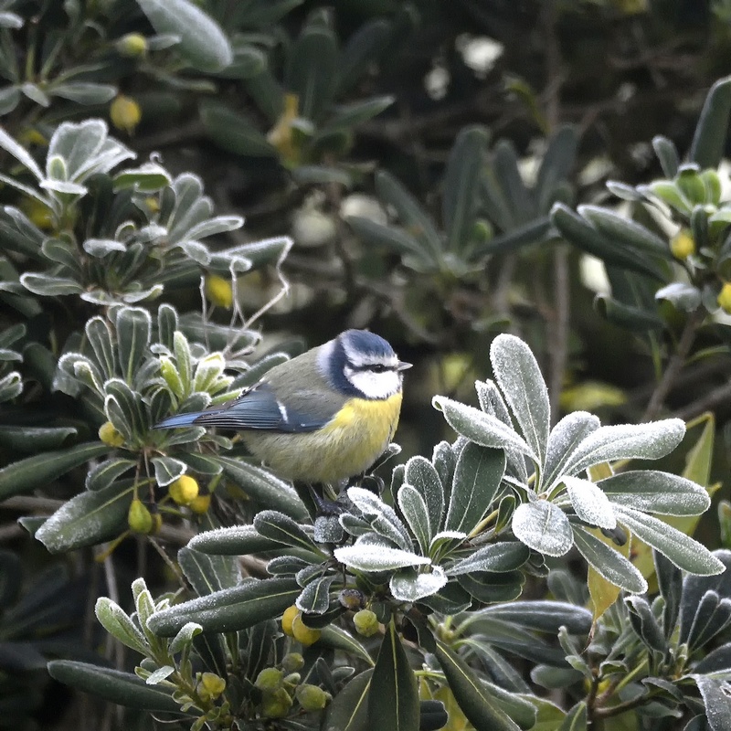 Mésange Bleue